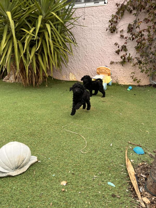 Black Mini Poodle