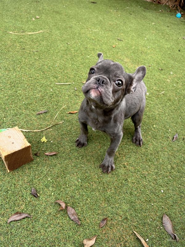 Blue French Bulldog