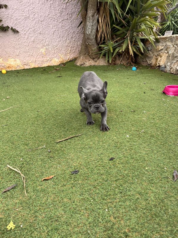 Blue French Bulldog - Image 4