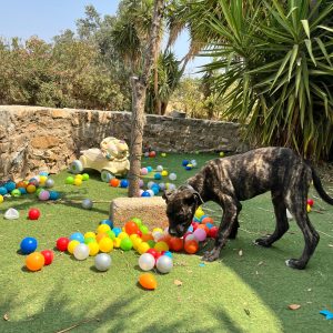 Cane Corso