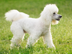 Read more about the article Caniche Poodle