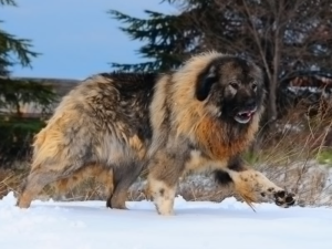Read more about the article Caucasian Shepherd