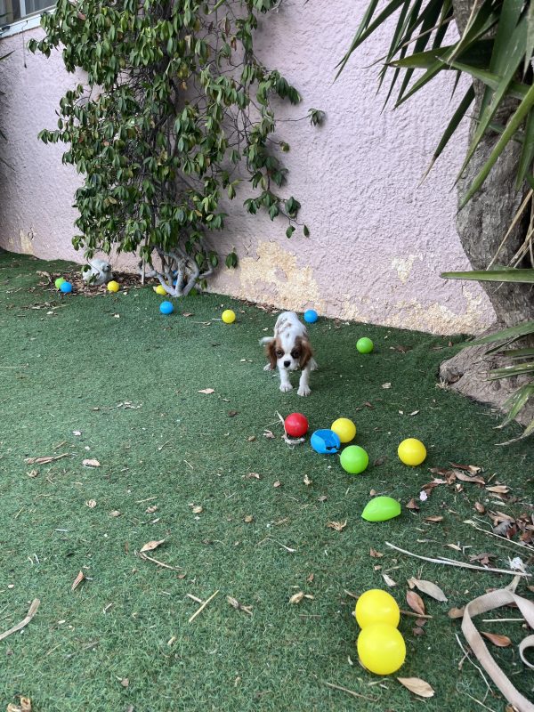 Cavalier King Charles - Image 3