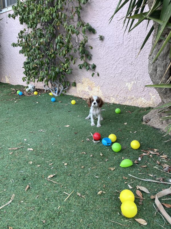 Cavalier King Charles - Image 4