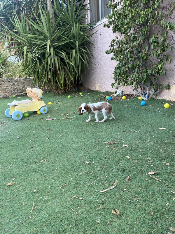 Cavalier King Charles - Image 6
