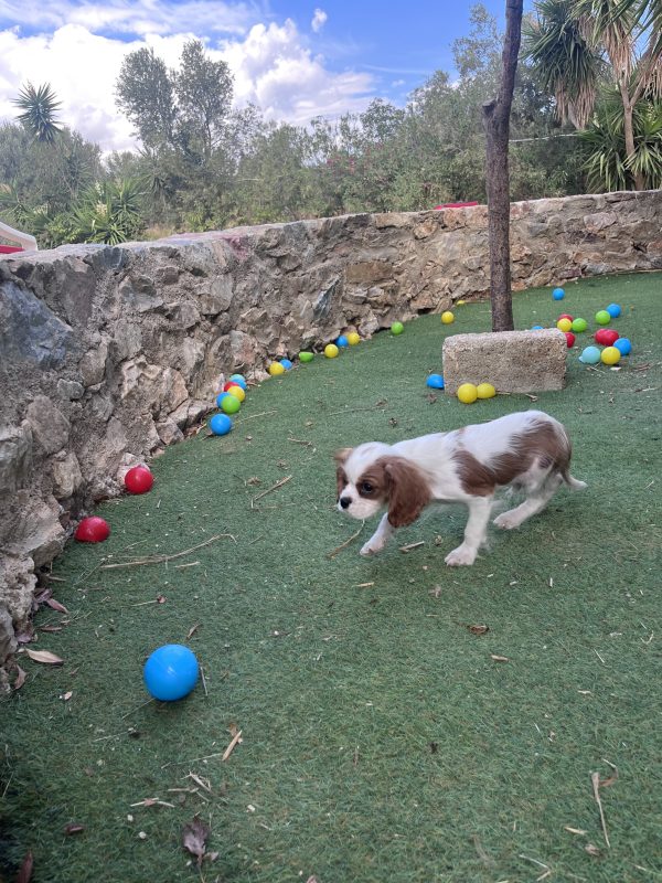 Cavalier King Charles - Image 7