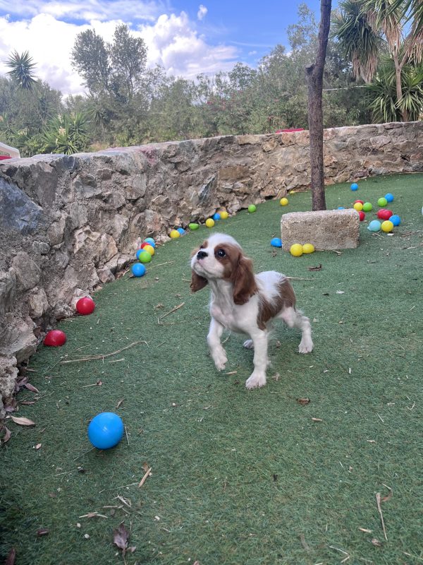 Cavalier King Charles
