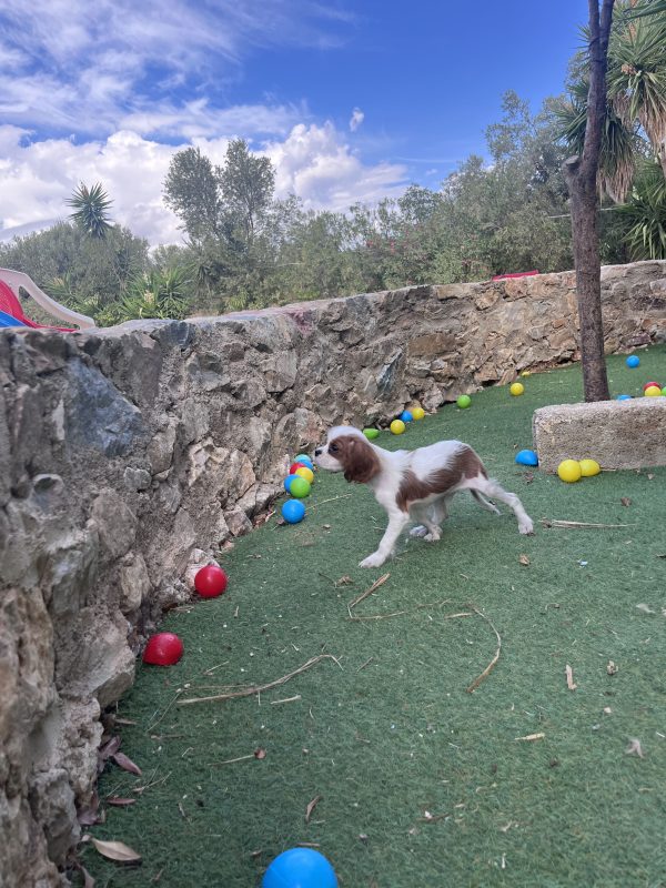 Cavalier King Charles - Image 10