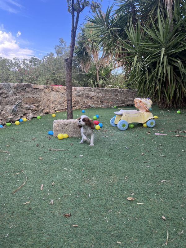 Cavalier King Charles - Image 11