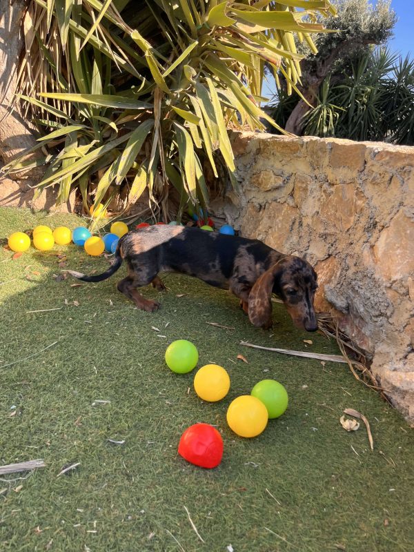 Dachshund - Teckel - Λουκάνικο - Image 2