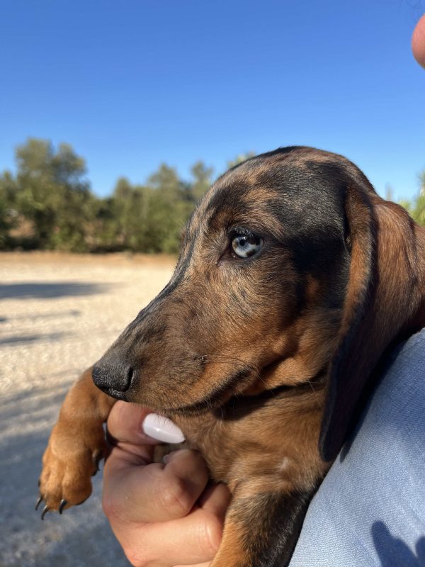 Dachshund - Teckel - Λουκάνικο - Image 11