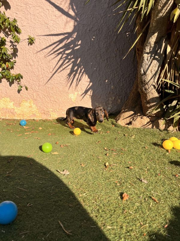 Dachshund - Teckel - Λουκάνικο - Image 3