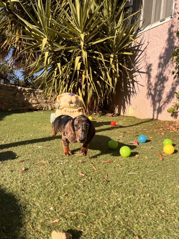 Dachshund - Teckel - Λουκάνικο - Image 4