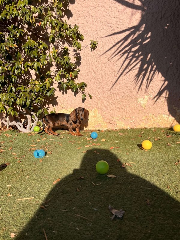 Dachshund - Teckel - Λουκάνικο - Image 6