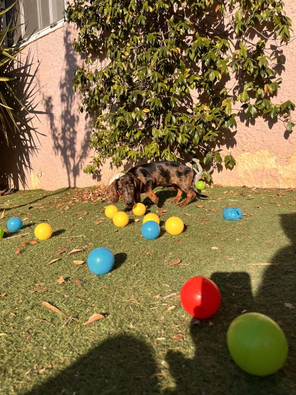 Dachshund - Teckel - Λουκάνικο - Image 7