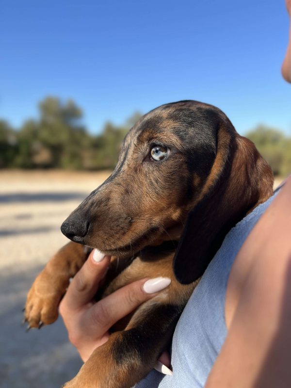 Dachshund - Teckel - Λουκάνικο - Image 10