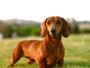 Read more about the article Dachshund