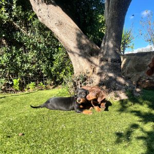 Dachshund/Teckel/Λουκάνικο