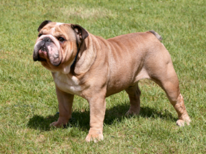 Read more about the article English Bulldog