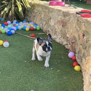 French Bulldog