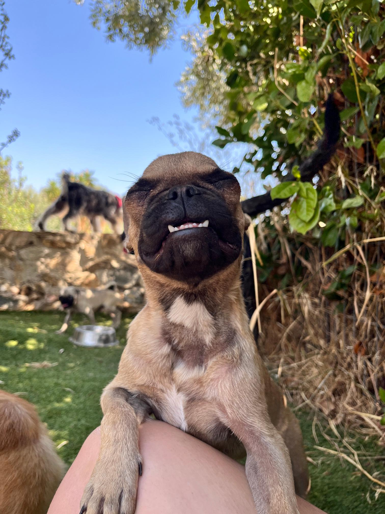 French Bulldog - Image 2