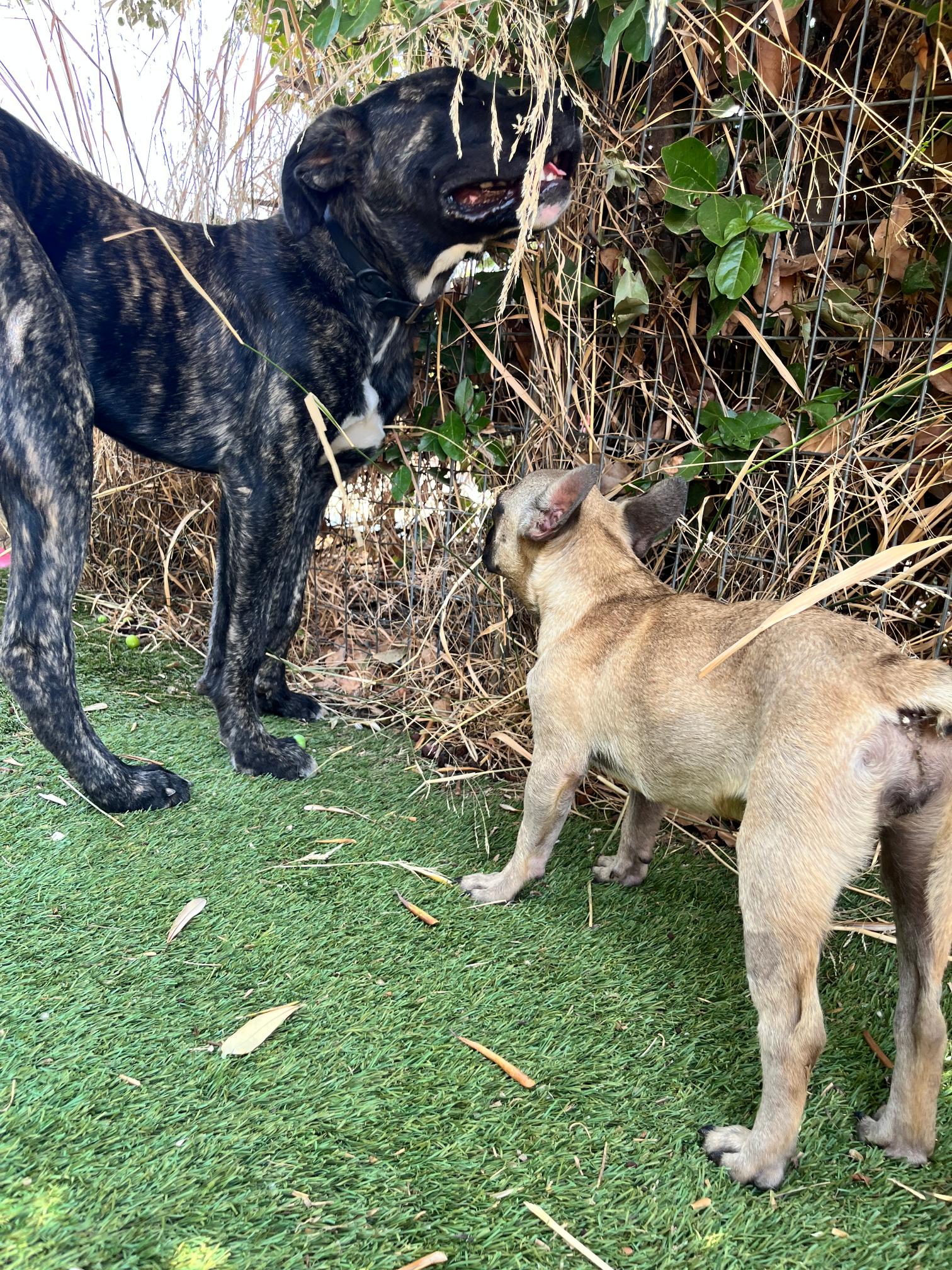 French Bulldog - Image 6