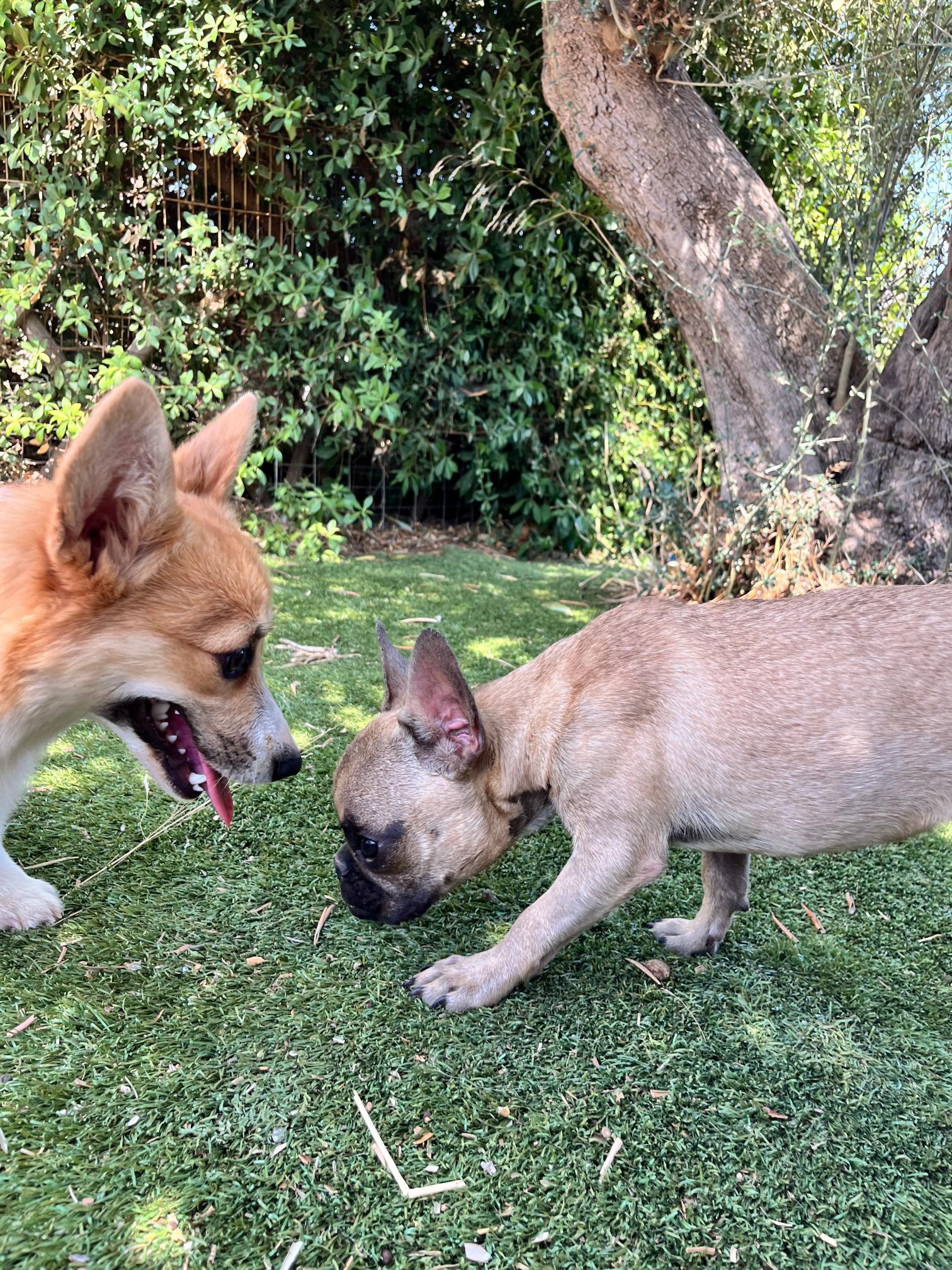 French Bulldog - Image 5