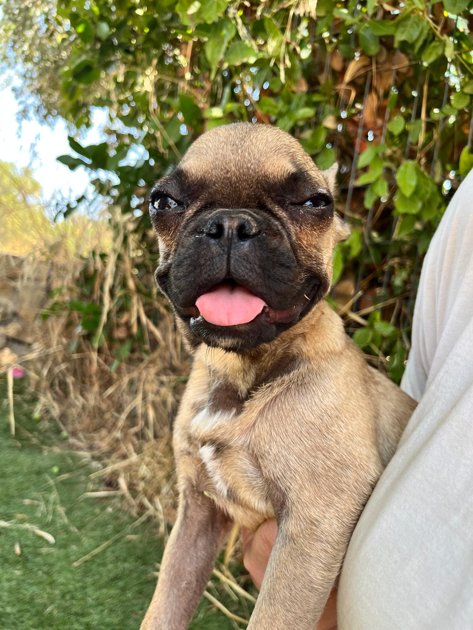 French Bulldog - Image 6