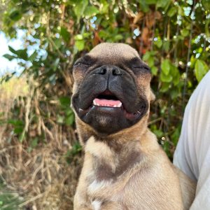 French Bulldog