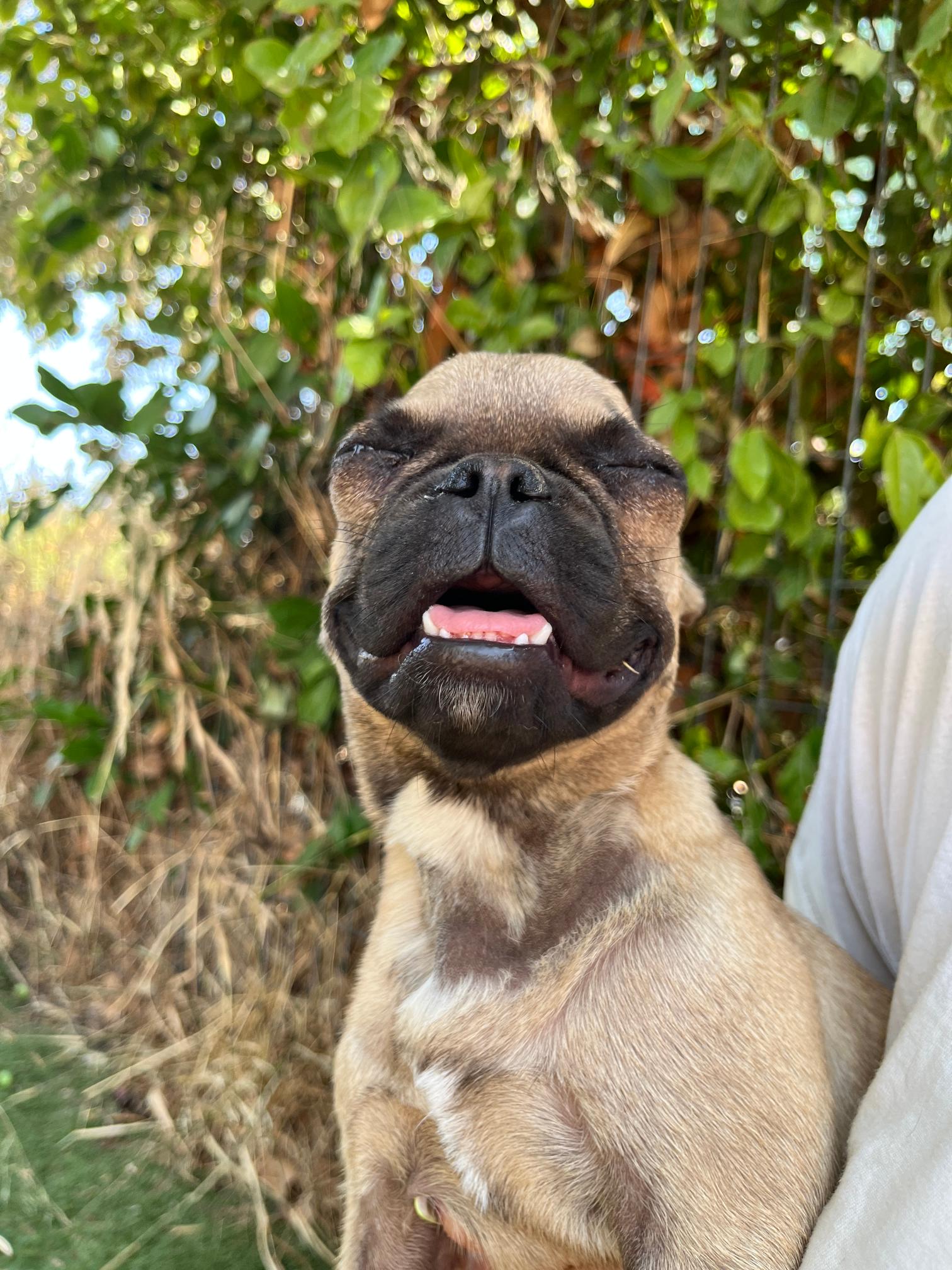 French Bulldog