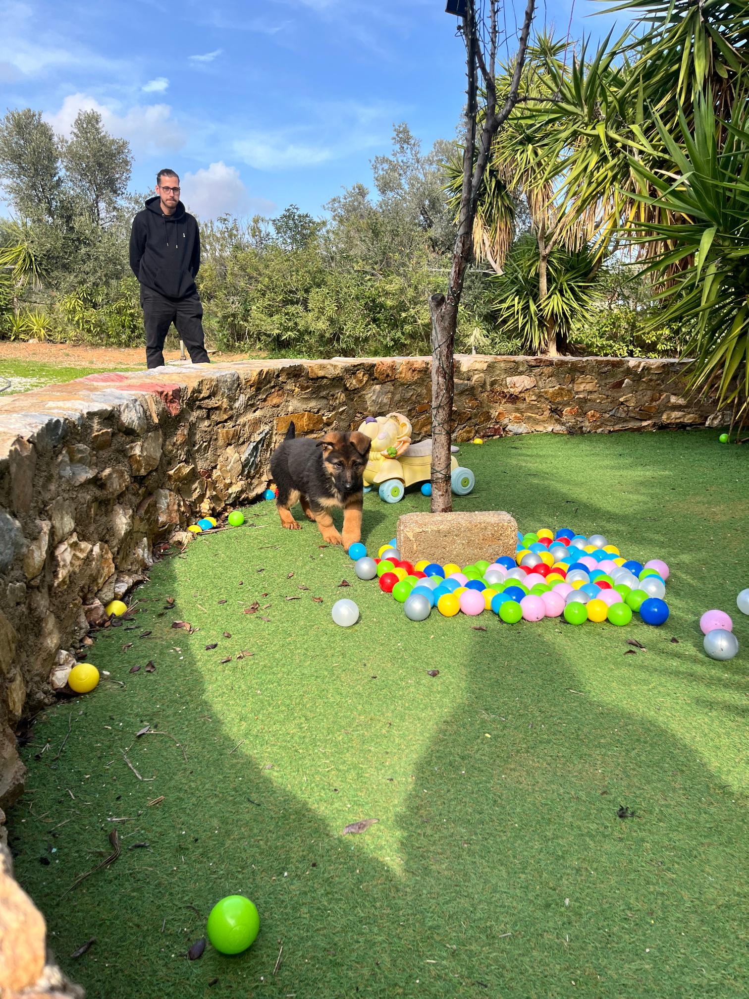 German Shepherd - Image 2