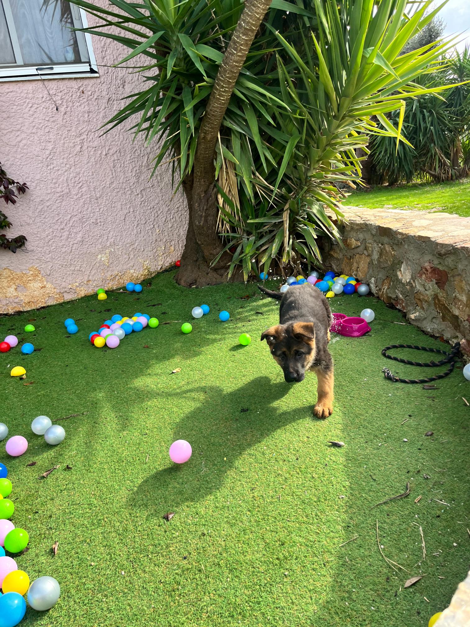 German Shepherd - Image 3