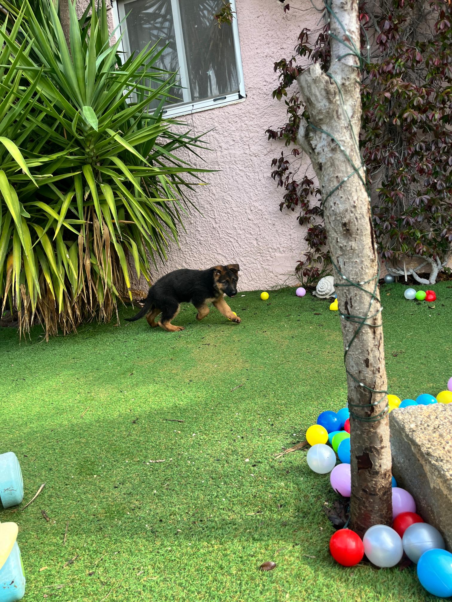 German Shepherd - Image 4