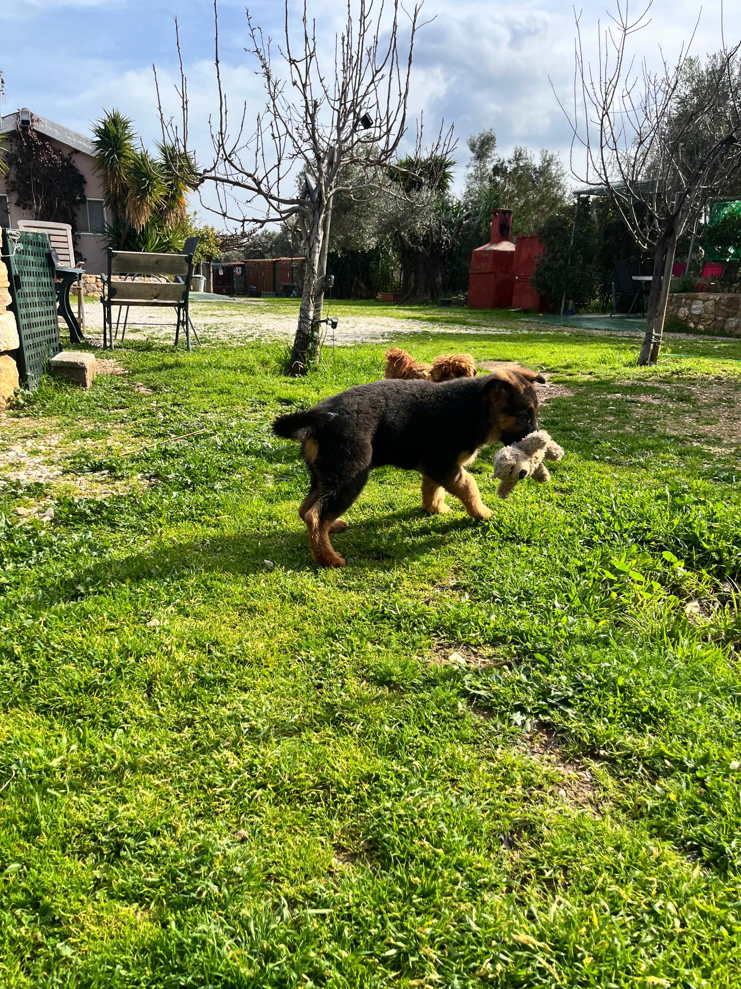 German Shepherd - Image 6