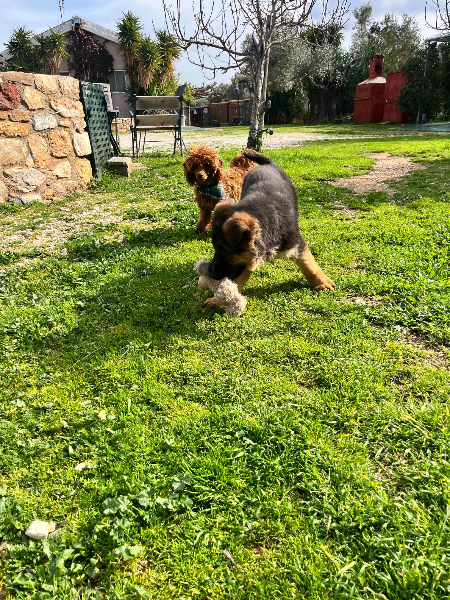 German Shepherd - Image 7