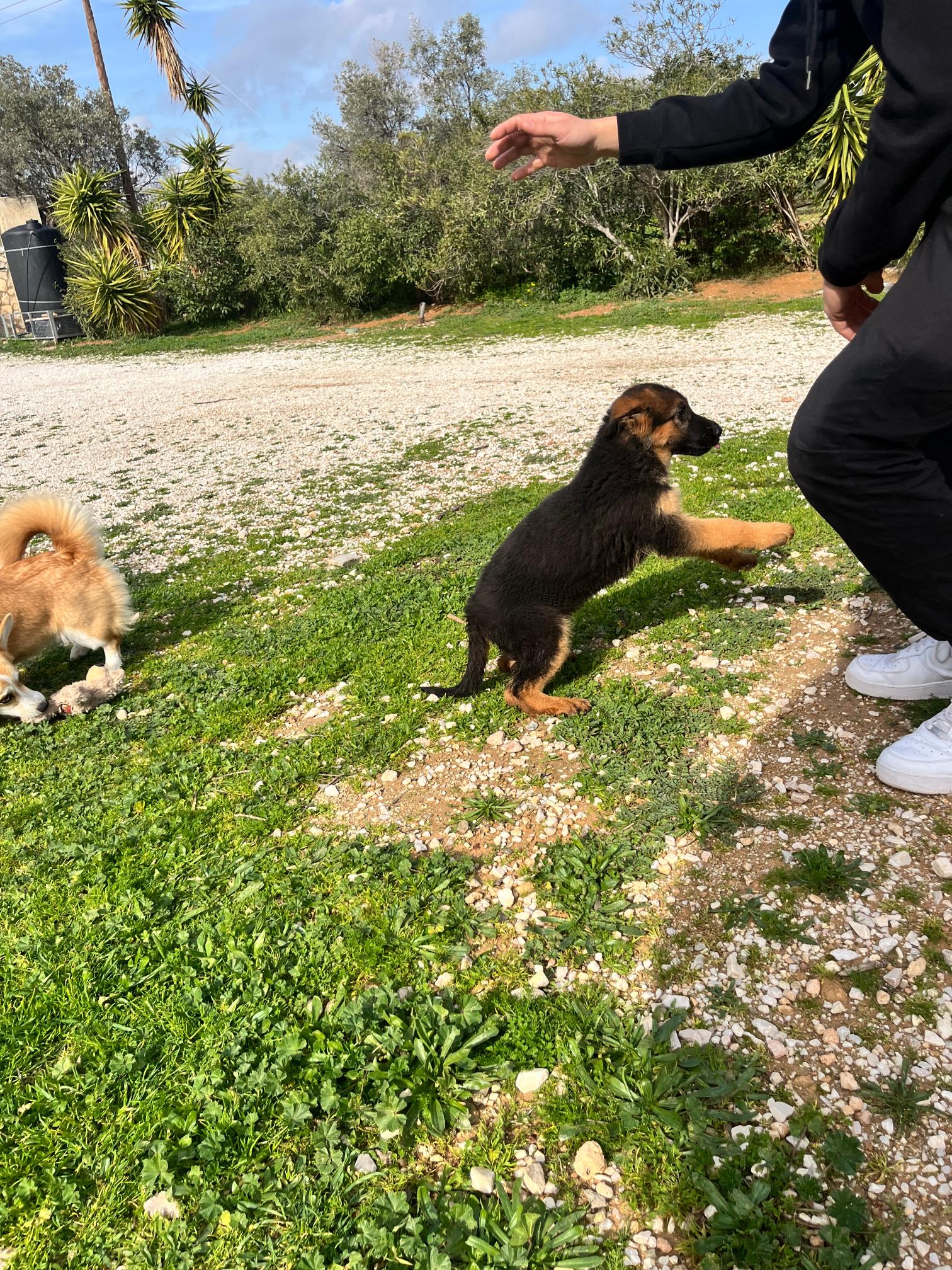 German Shepherd - Image 8