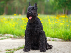 Read more about the article Giant Schnauzer