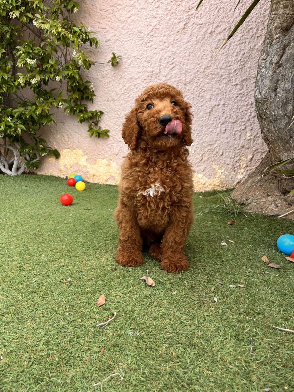 Red Giant Poodle