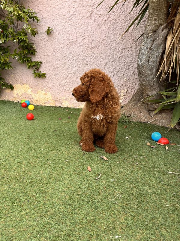 Red Giant Poodle - Image 3