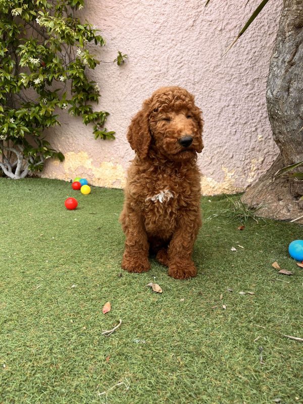 Red Giant Poodle - Image 4