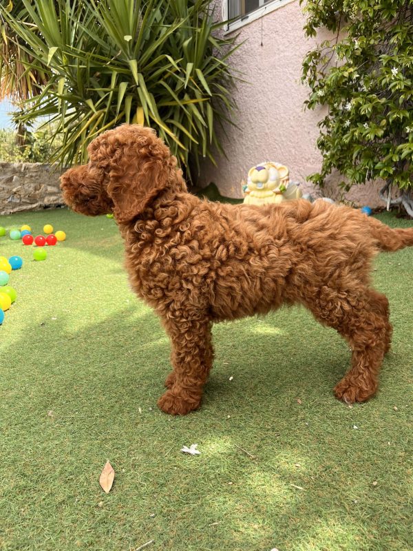Red Giant Poodle - Image 5
