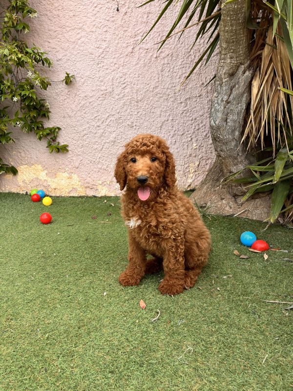Red Giant Poodle - Image 6