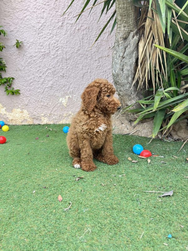 Red Giant Poodle - Image 7