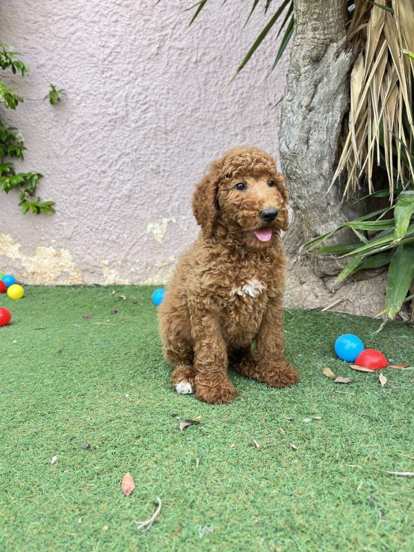 Red Giant Poodle - Image 8