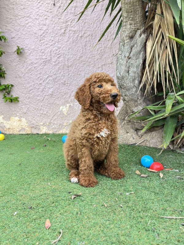 Red Giant Poodle - Image 9