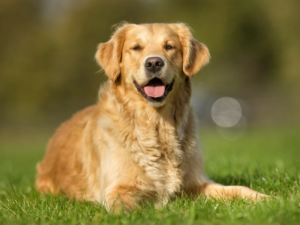 Read more about the article Golden Retriever