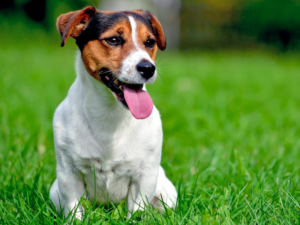 Read more about the article Jack Russel Terrier
