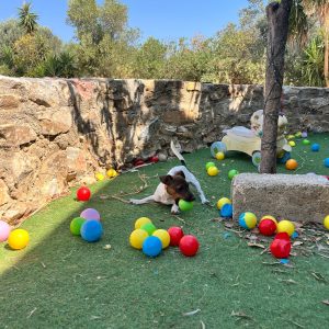 Jack Russell