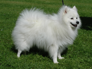 Read more about the article Japanese Spitz