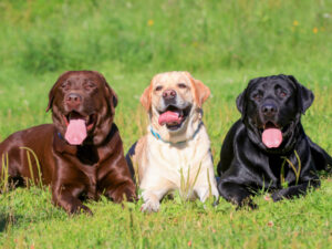 Read more about the article Labrador Retriever